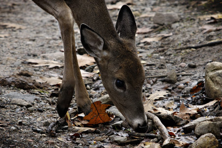 Bambi is hungryの写真素材