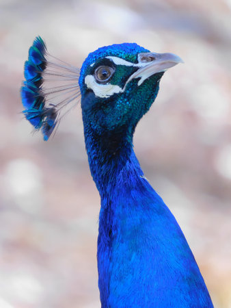 Portrait of beautiful peacock with feathers on its head.の写真素材