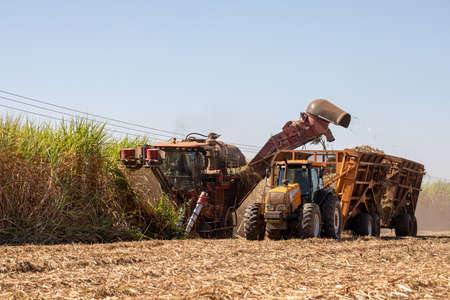 Sugarcane harvest - harvester activating in sugarcane plantation - sugar and ethanol industryの写真素材