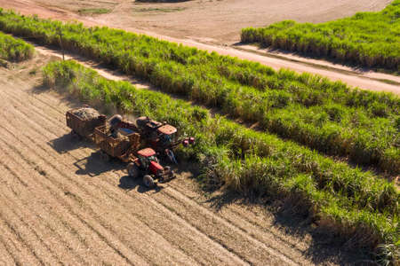 Sugarcane harvest - harvester activating in sugarcane plantation - sugar and ethanol industry - aerial viewの写真素材