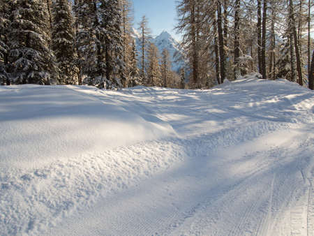 On a walk through a snowy mountain wood looking at the Sesvenna mountain group at the horizonの写真素材
