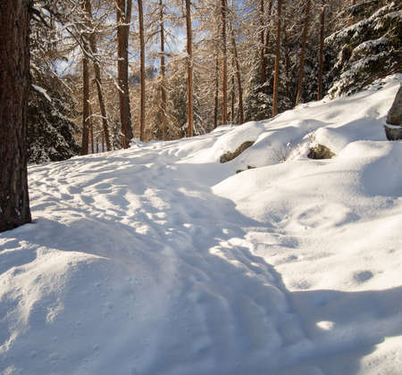 Walking through the deep snow in a mountain forest,Engadine, Switzerlandの写真素材