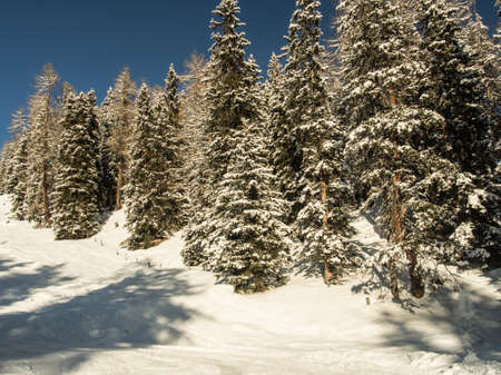Beautiful forest in the Swiss Alpsの写真素材