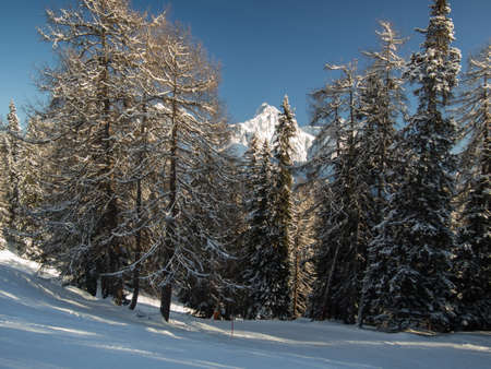 Mountain forest in winter,Engadine, Switzerlandの写真素材