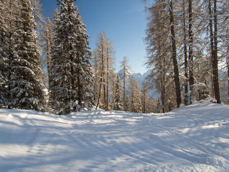 Beautiful view in a winter forest in the Engadine, Switzerlandの写真素材