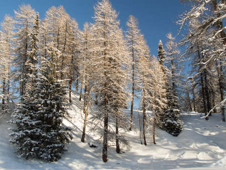 Snowy trees in the afternoon sun,Engadine, Switzerlandの写真素材