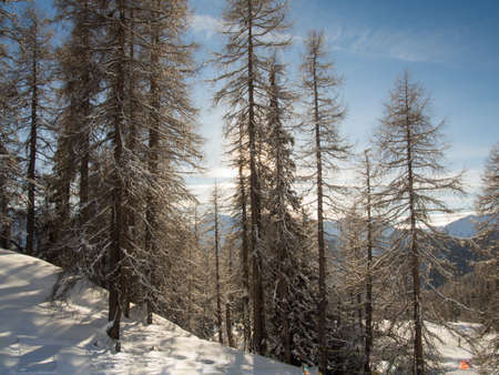 Late afternoon in a mountain forest, Engadine, Switzerlandの写真素材