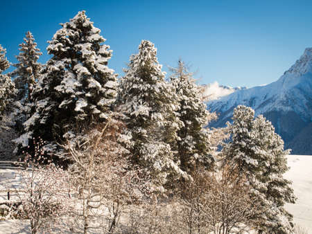 A snow-covered group of trees on a hill ,Engadine, Switzerlandの写真素材