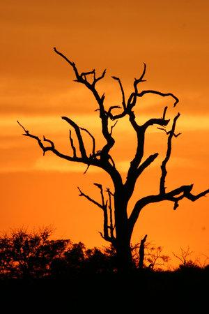 African sunset with treeの写真素材