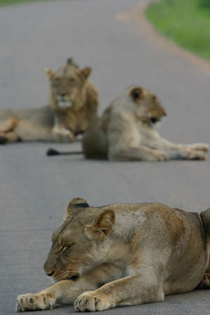 Lions and two companions having a snoozeの写真素材