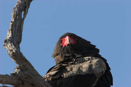 Very rare african raptorの写真素材