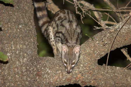 Large-spotted genet, Genetta tigrina, stalking its preyの写真素材