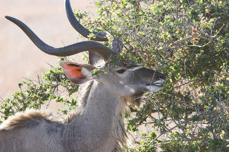 Kudu feeding on a young tree, tragelaphus strepsicerosの写真素材