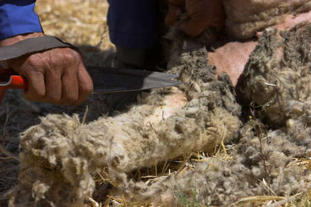 Sheep shearing by hand, old fashioned manual labour in poor communitiesの写真素材