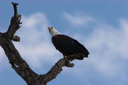 Fish eagle perched on a dead tree overlooking a lakeの写真素材