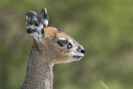 Klipspringer profile with lots of detail on the coarse hair and faceの写真素材