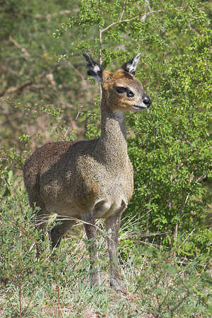 Klipspringer standing at attention, looking out for dangerの写真素材