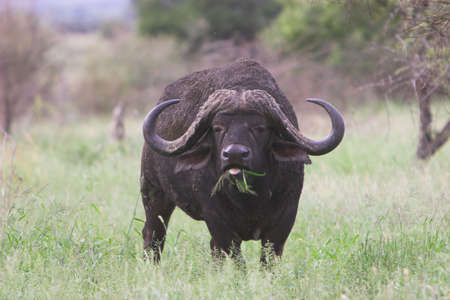 Buffalo chewing grass with toung sticking outの写真素材
