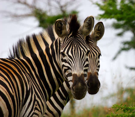 Two zebra brothers standing together looking at cameraの写真素材
