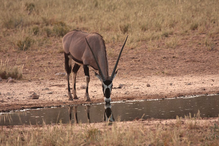 Gemsbok drinking water after good summer rainの写真素材