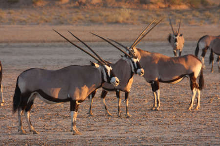 Gemsbok standing in a dry river bedの写真素材