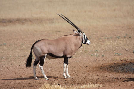 Gemsbok nearing a waterhole in arid desertの写真素材