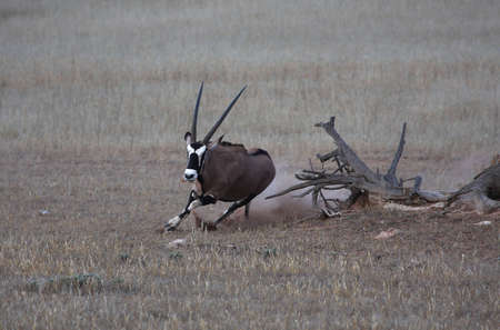 Gemsbok running around a dead fallen treeの写真素材