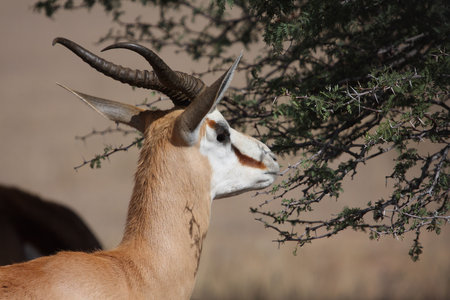 Springbok male browsing on young green leavesの写真素材