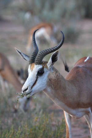 Springbok grazing on newly sprouted white flowersの写真素材