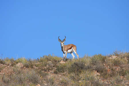 Male springbok on dune looking over teritoryの写真素材