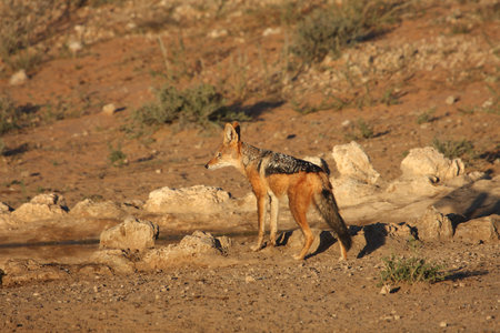 Jackal at waterhole in the Kalahari desertの写真素材