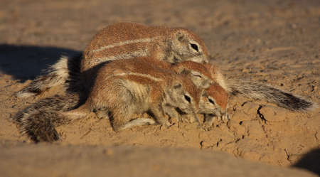  of ground squirrels hugging each other for warmthの写真素材