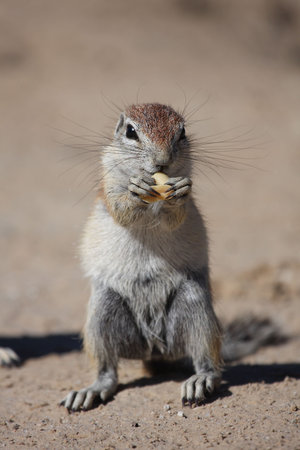 Ground squirrel eating a peanut with clawsの写真素材