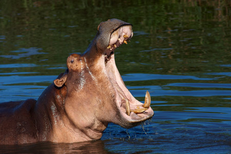 Hippopothumus displaying his teeth in the water with his mouth open wideの写真素材