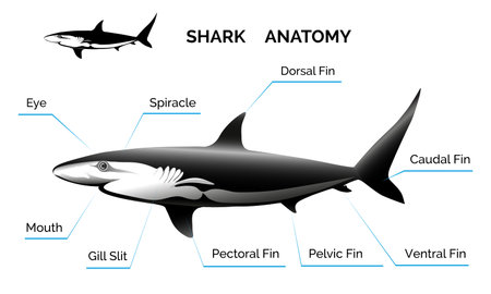 Illustration of shark anatomy. Isolated on white background. Only free fonts used.のイラスト素材