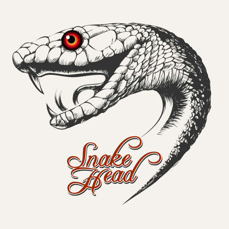 Snake Head Illustrationのイラスト素材