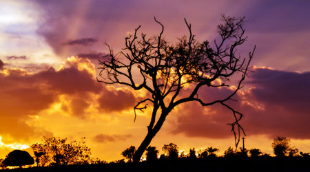 tree and sunsetの写真素材