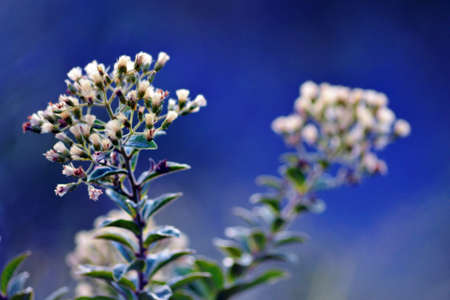 flower の写真素材