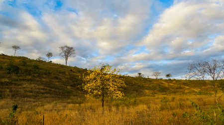 Tipical Vegetationの写真素材