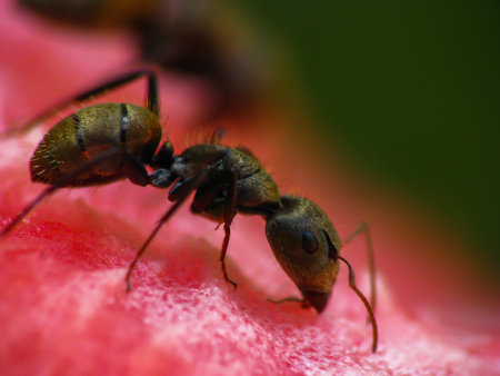 ant eating watermelon