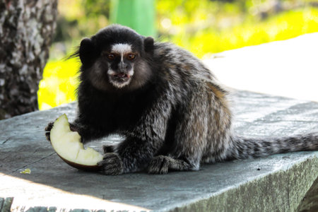 Monkey eating fruitの写真素材