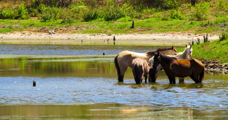 Horses in lake drinking water
