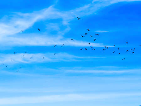 Birds flying in skyの写真素材