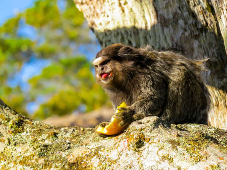 monkey eating fruit in treeの写真素材