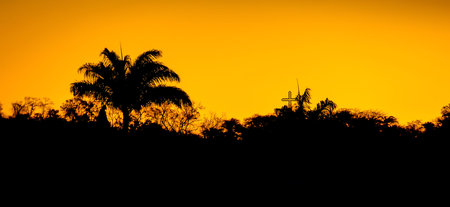 silhouette of coconutの写真素材