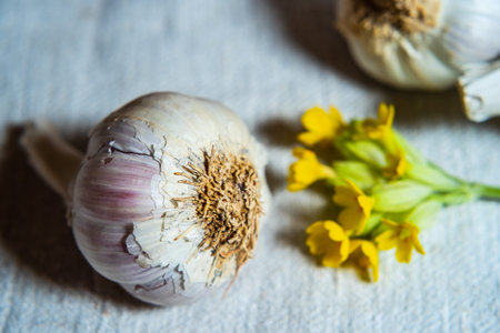 Garlic bulbs with cowslip on linen fabric background. Close Up