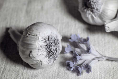 Garlic bulbs with cowslip on linen fabric background. Close Upの写真素材