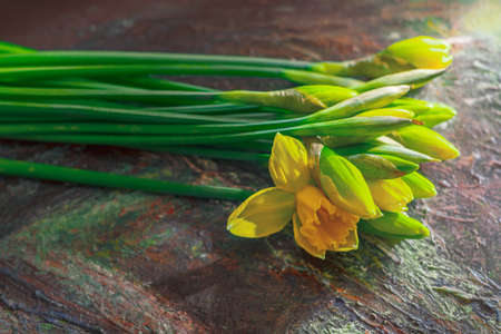 Daffodils on colored canvas in sunlight. Close upの写真素材