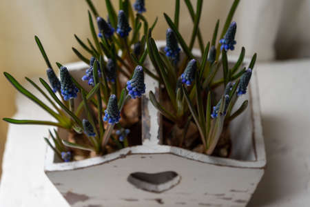 Blue Grape Hyacinth, Muscari armeniacum flowers in white vintage box.の写真素材