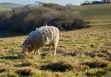 Lonely sheep eating grass in the field with a view of the village. Close upの写真素材